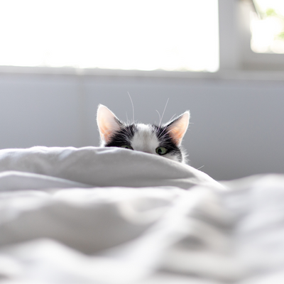 How to Keep Your Bedroom Clean and Fur-free: Tips for New Pet Parents