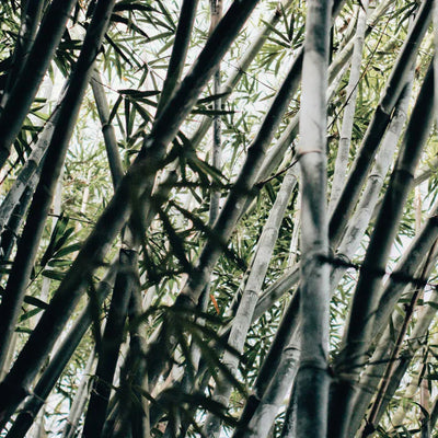 Bedding Material 101 - Bamboo